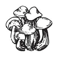 Outline clipart of edible mushroom. Doodles of autumn forest harvest. Hand drawn vector illustration isolated on white background.