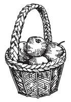 Outline clipart of wicker basket of apples. Doodles of autumn garden harvest. Hand drawn vector illustration isolated on white background.