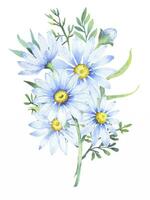Bouquet of daisies, vector watercolor illustration. Chamomile floral arrangement of garden daisy flowers, petals, leaves and buds