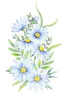 Bouquet of daisies, vector watercolor illustration. Chamomile floral arrangement of garden daisy flowers, petals, leaves and buds