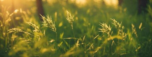 Wild grass in the forest at sunset. Macro image, shallow depth of field. Abstract summer nature background. Vintage filter. AI generated photo