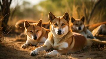 Photo of a herd of Dingo resting in an open area on the Savanna. Generative AI