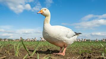 Photo of a Goose in the Farmland. Generative AI