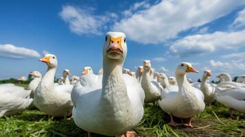 Photo of a Geese in the Farmland. Generative AI