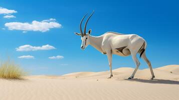 Photo of a Arabian Oryx in a Desert with blue sky. Generative AI