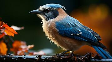 Close-up photo of a Jay looking any direction. Generative AI