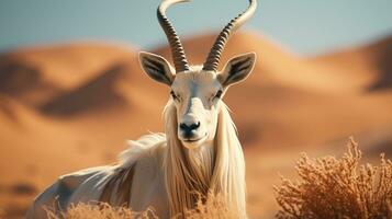 Close-up photo of a Arabian Oryx looking any direction in the Desert. Generative AI