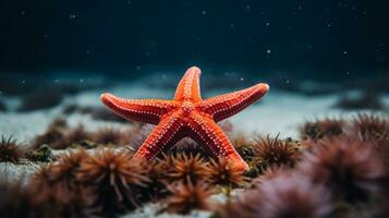 Wildlife photography of Photo of Starfish. Generative AI