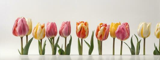 Spring tulip flowers in a row. AI generated photo