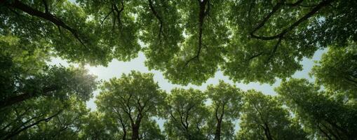 Looking up at the green tops of trees. AI generated photo
