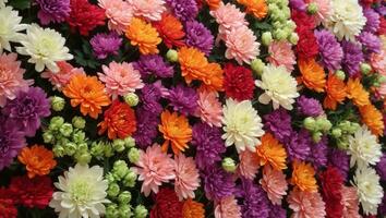 flores pared antecedentes con increíble rojo, naranja, rosa, morado, verde y blanco crisantemo flores ,boda decoración, mano hecho hermosa flor pared antecedentes. ai generado foto