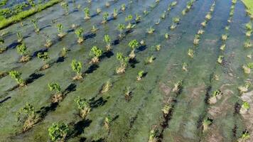 Aerial view of Cultivation trees and plantation in outdoor nursery. Beautiful agricultural garden. Cultivation business. Natural landscape background. video