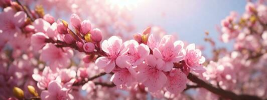primavera frontera o antecedentes Arte con rosado florecer. hermosa naturaleza escena con floreciente árbol y Dom llamarada. ai generado foto