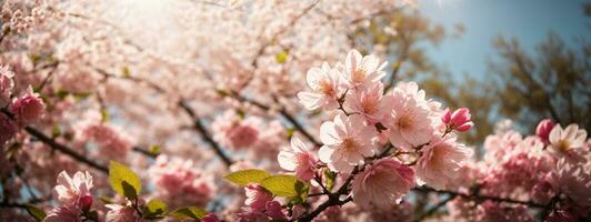 primavera frontera o antecedentes Arte con rosado florecer. hermosa naturaleza escena con floreciente árbol y Dom llamarada. ai generado foto