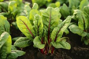 Chard growing in an urban garden. Garden beet and salad leaves close up. Generative AI photo