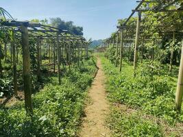 summer green nature plant garden photo