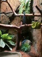 animal serpiente naturaleza hermosa verde árbol foto