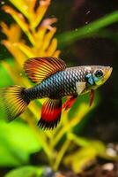 In the aquarium with plants and stones. The spinytail has a variety of color varieties including red, orange, yellow, blue and green. AI Generative photo