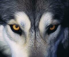 beautiful eyes of a wild wolf. Generative AI photo