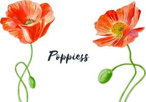 Watercolor red poppies flowers set two floral illustrations hand drawn vector