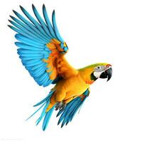 Colorful flying parrot isolated photo