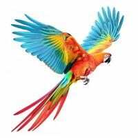 Colorful flying parrot isolated photo