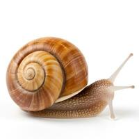 Garden snail isolated photo