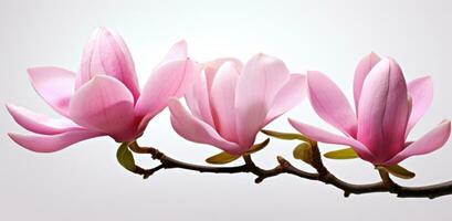 Pink magnolia flower isolated photo