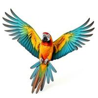 Colorful flying parrot isolated photo