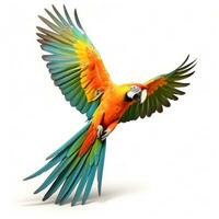 Colorful flying parrot isolated photo