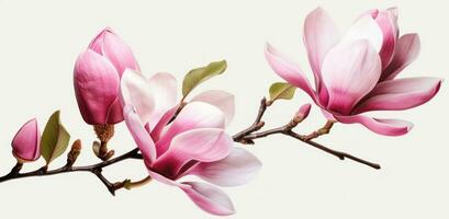 Pink magnolia flower isolated photo