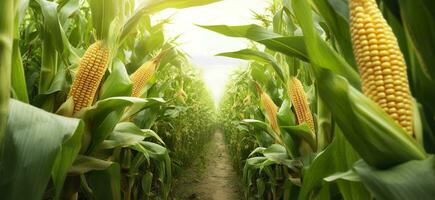 Closeup corn cobs in corn plantation field. Generative AI photo