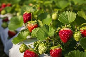 Bush of ripe organic strawberries in the garden. Berry closeup. Generative AI photo