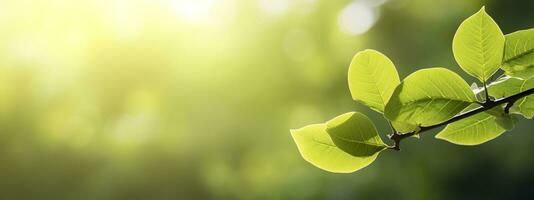 Close up of nature view green leaf on blurred greenery background. Generative AI photo