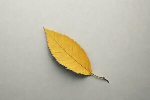 a single yellow leaf on a white surface photo