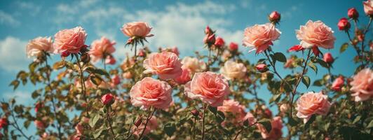 hermosa primavera borde, floreciente Rosa arbusto en un azul antecedentes. floración Rosa caderas en contra el azul cielo. suave selectivo enfocar. ai generado foto