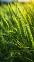 Green barley spike closeup, Green wheat, full grain, Close up of an ear of unripe wheat, AI Generative photo