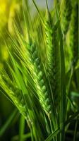 Green barley spike closeup, Green wheat, full grain, Close up of an ear of unripe wheat, AI Generative photo