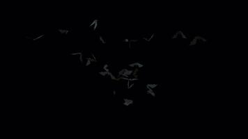 Bats Flying around in the middle of the screen with alpha video