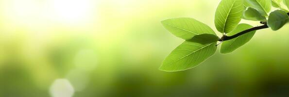 Close up of nature view green leaf on blurred greenery background. Generative AI photo