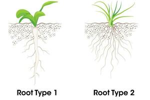 dos tipo de raíz sistema raíz principal y fibroso vector