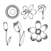 conjunto de boceto de flores vector