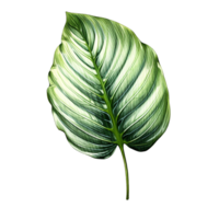 Leaf, Leaf Png, Botanical Leaf, Botanical Leaf Clipart, Transparent Background, AI Generative png