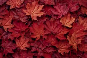 Wine red autumn leaves texture, fall nature background,  AI Generative photo