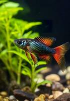 en el acuario con plantas y piedras el cola espinosa tiene un variedad de color variedades incluso rojo, naranja, amarillo, azul y verde. ai generativo foto