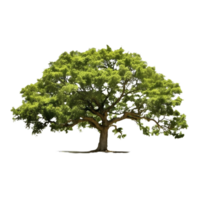grande árbol, árbol png, verde árbol png, transparente fondo, ai generativo png