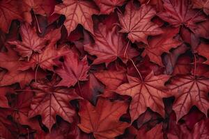 Wine red autumn leaves texture, fall nature background,  AI Generative photo