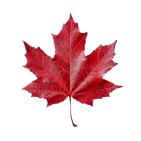 érable feuille, Canada feuille, érable feuille png, érable feuille clipart, transparent arrière-plan, ai génératif png