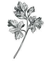 Parsley sketch engraving vector illustration. Aromatic spice.
