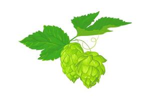 A compositions of leaves and fruits of hops. Fresh ingredient for the production of beer. Vector illustration for the design of a poster, menu of a craft brewery. Isolated on a white background